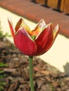 Beautiful red - yellow developed tulip